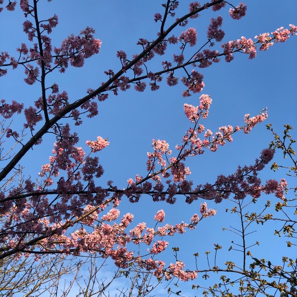 Meet your Posher, Amar - Picture 1 of 1